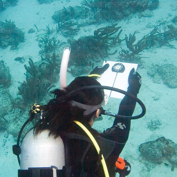 DSMB Diver Specialty – divewellington