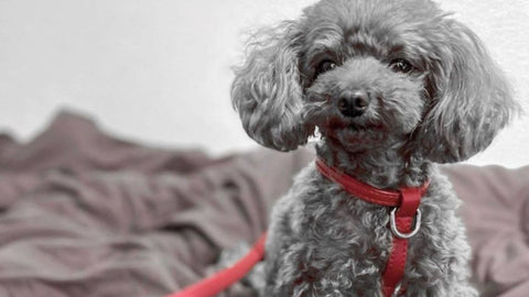 toy poodle breed dog harness