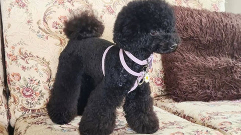 black toy poodle harness leather st argo