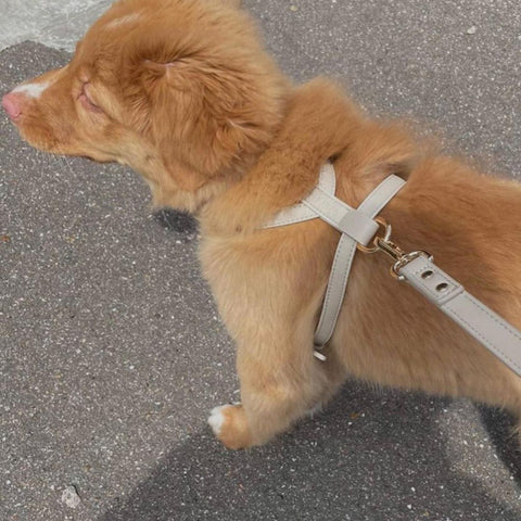 taupe dog harness toller dog city walking