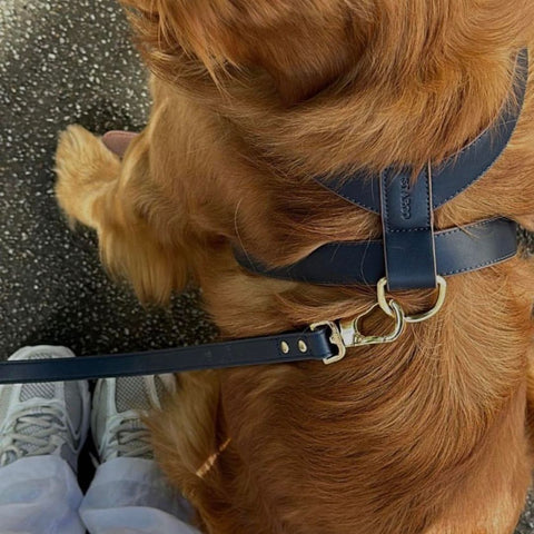 ST ARGO large dog harness designer no pull golden retriever