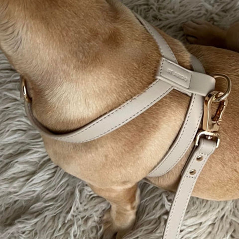 French Bulldog in ST ARGO designer no pull dog harness