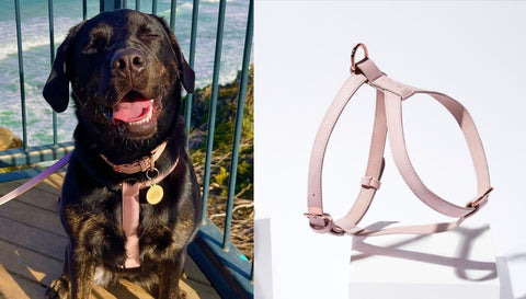 ST ARGO luxury designer harness for labradors best