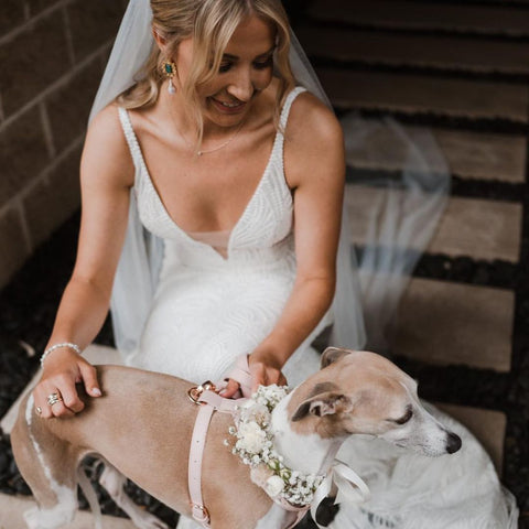 Italian Greyhound wears the ST ARGO Pale Pink Dog Harness for her wedding attire