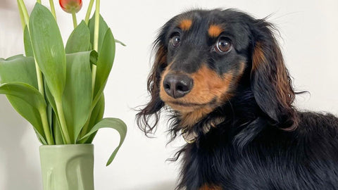dachshund modelling long haired cute