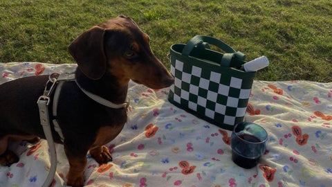 dachshund dog in st argo taupe harness at picnic