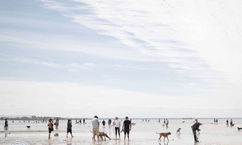 Altona dog beach best in west melbourne for off lead