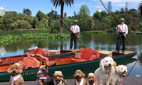 Melbourne's dog friendly botanical gardens. The most dog friendly city in Australia