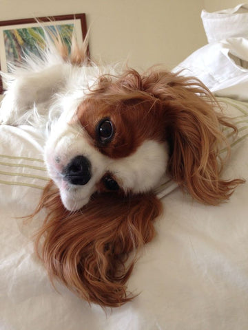 cheeky blenheim cavalier king charles spaniel dog