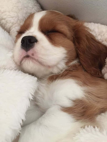 adorbale cavalier puppy sleeping
