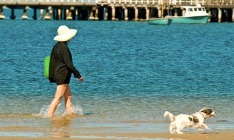 did you know St Kilda beach in Melbourne's South is dog friendly