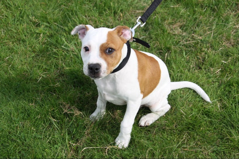 Staffordshire Bull Terrier Puppy