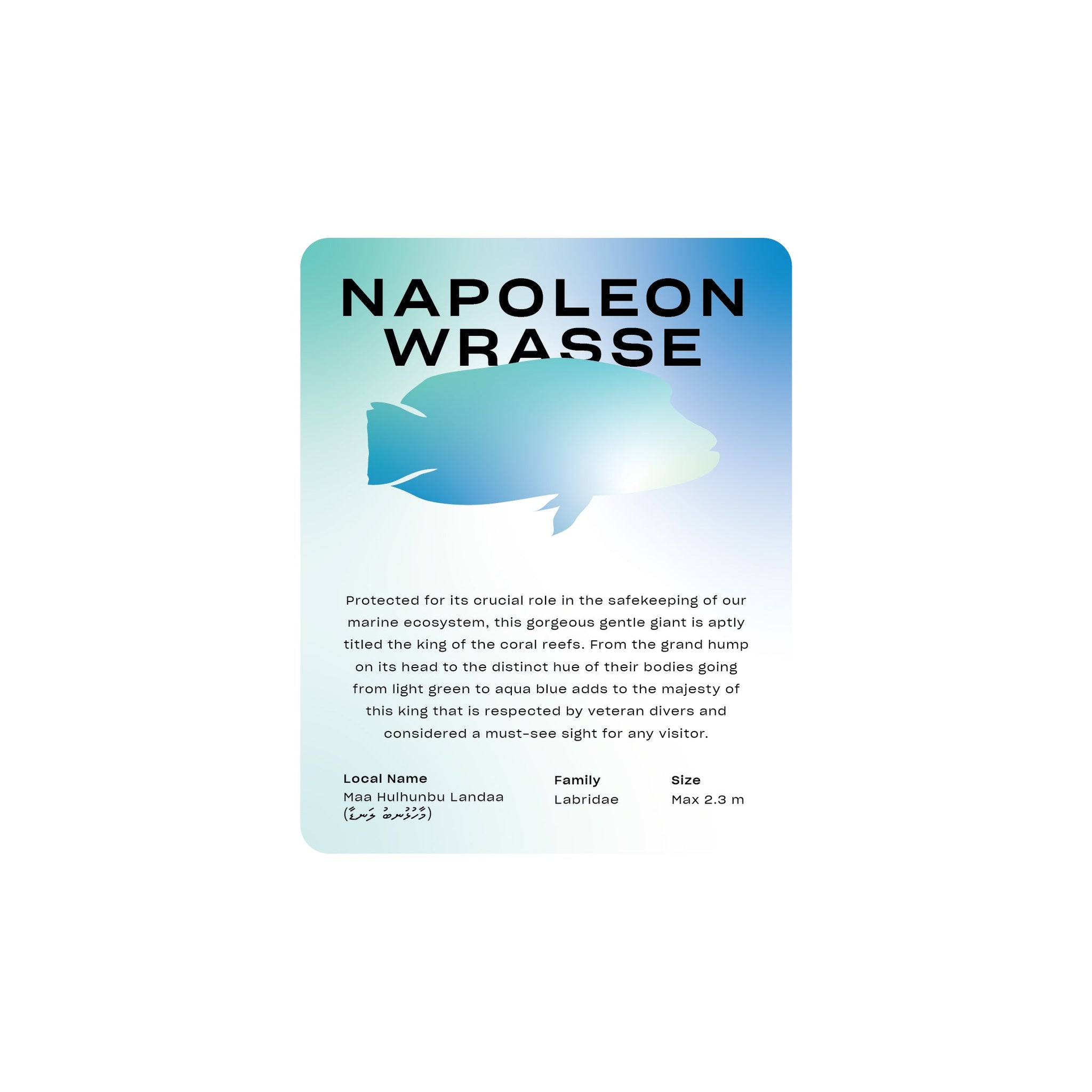 Napoleon Wrasse - Classic Frame - Toddy Inc