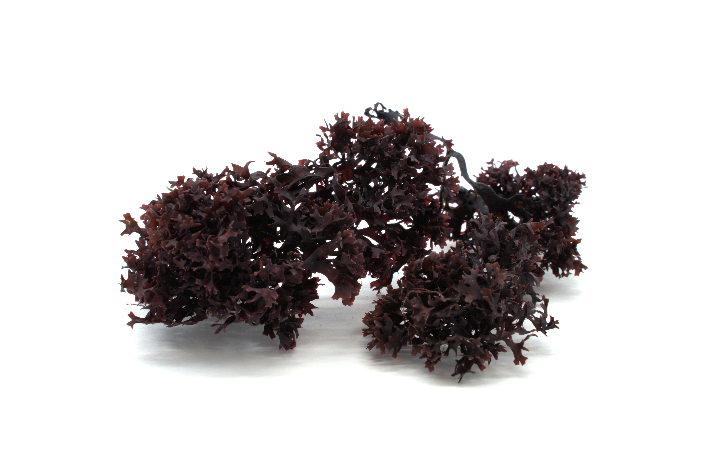 Chondrus crispus irish Moss