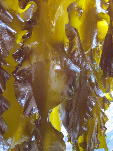 Sugar Kelp Saccharina latissima