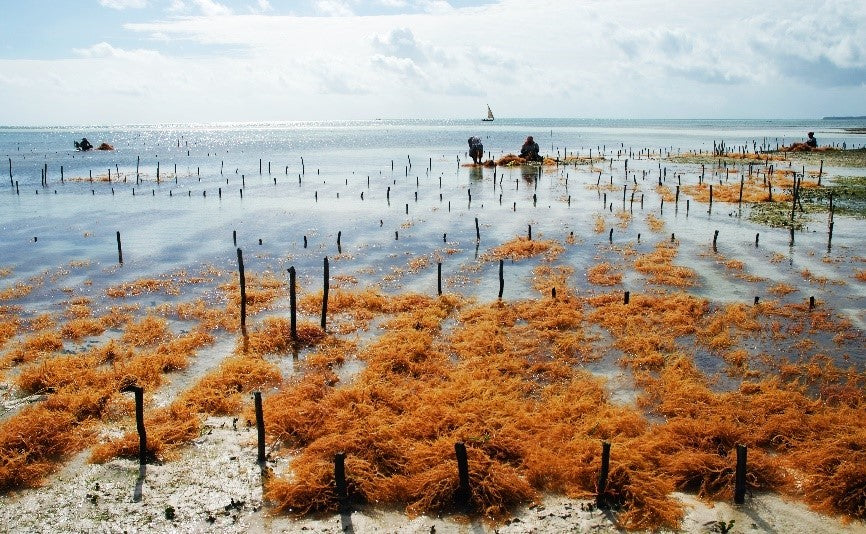 Gracilaria farming drying