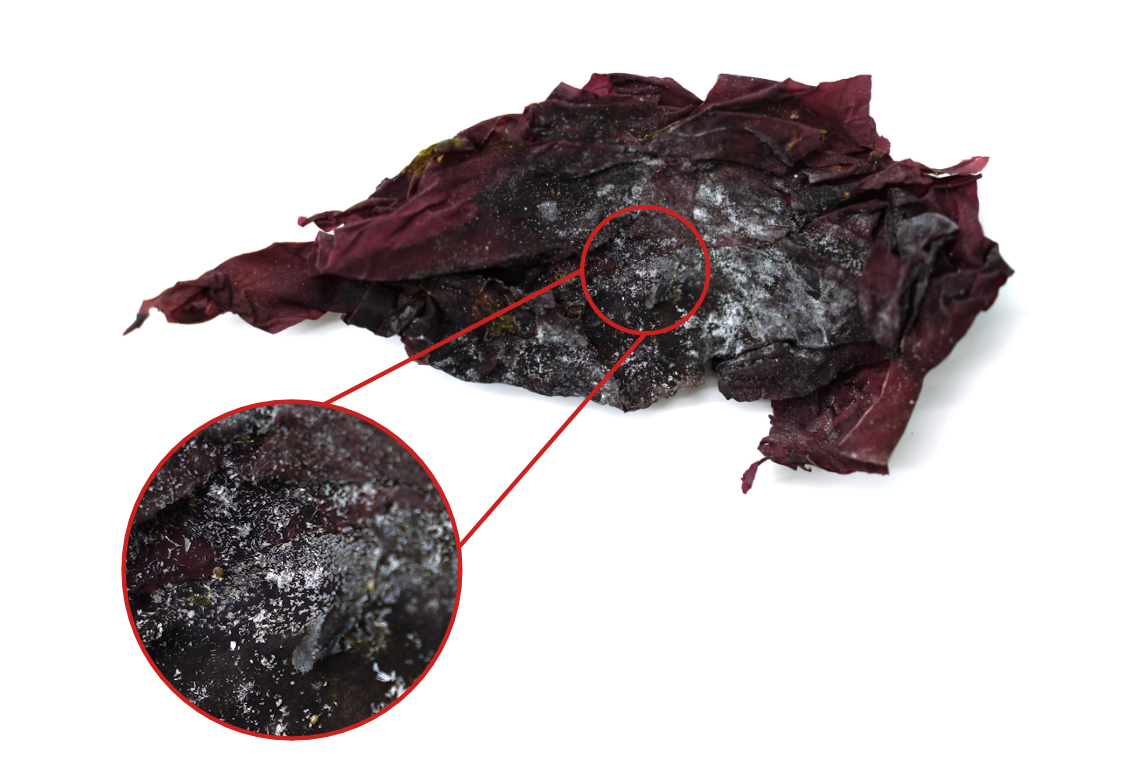 Dulse mold minerals