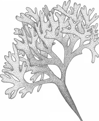 What is Irish Moss Seaweed? Ecology and Human History of Chondrus cris –  Maine Coast Sea Vegetables