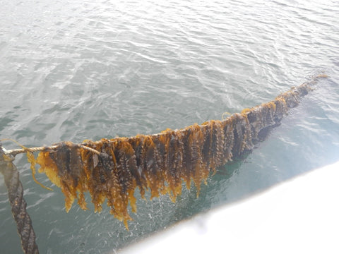 Farmed kelp line
