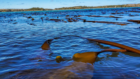 Wild Kelp in the Ocean