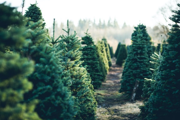 Christmas Trees