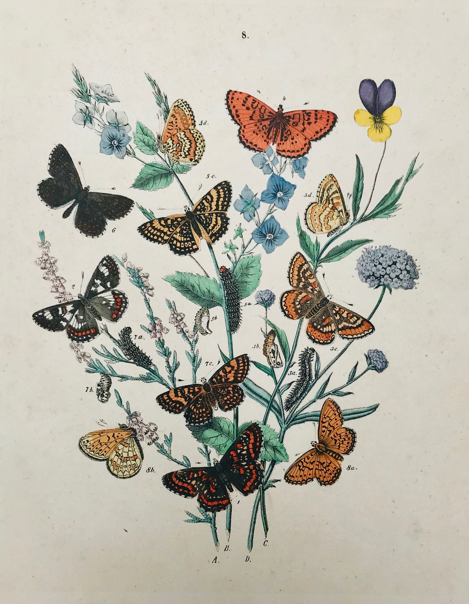 ☆熱い販売☆ Botanicals:Butterflies & Insects 本・音楽・ゲーム