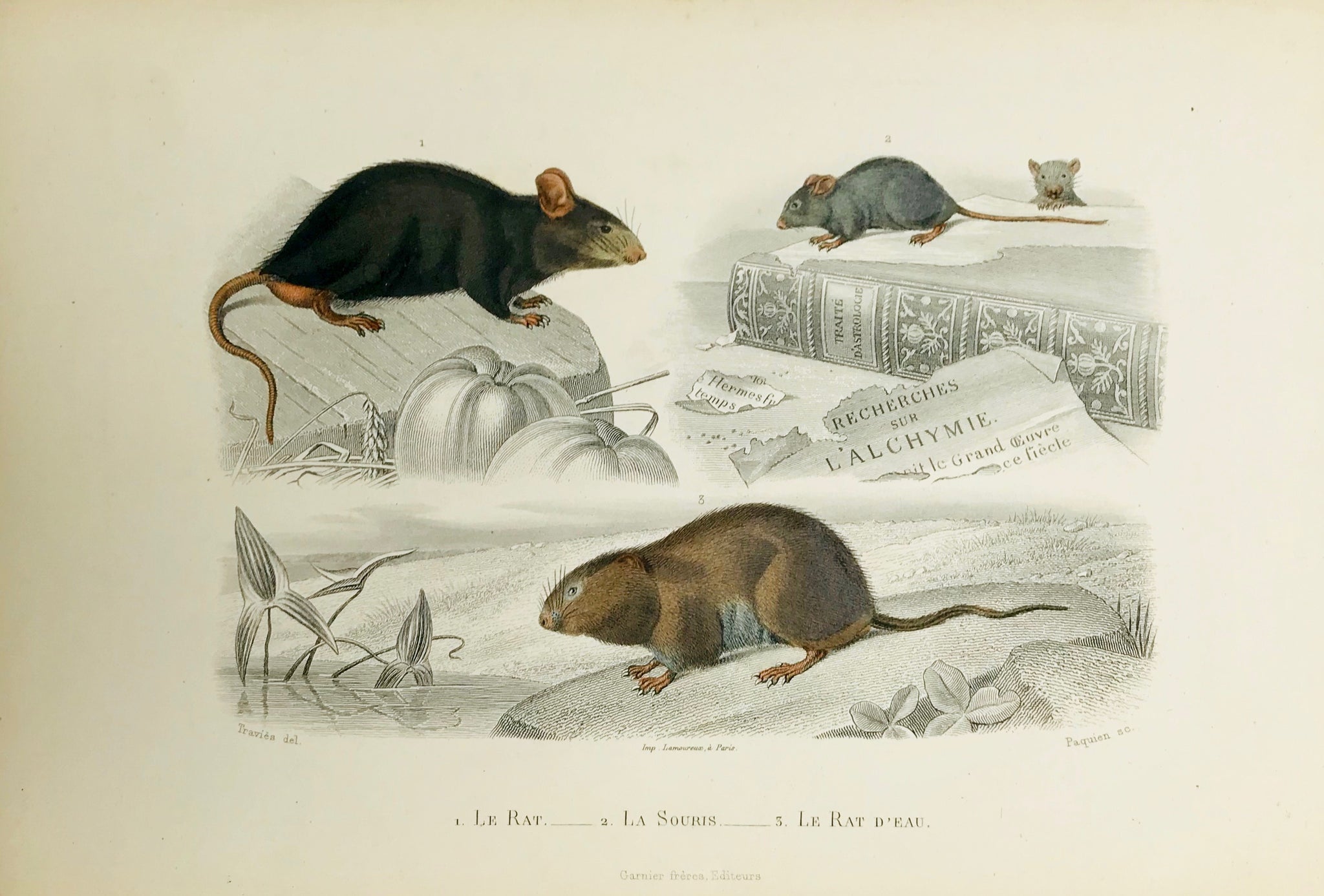 Animals Rat Mouse Waterrat Le Rat Le Souris Le Rat D Eau Philographikon Antique Maps And Prints