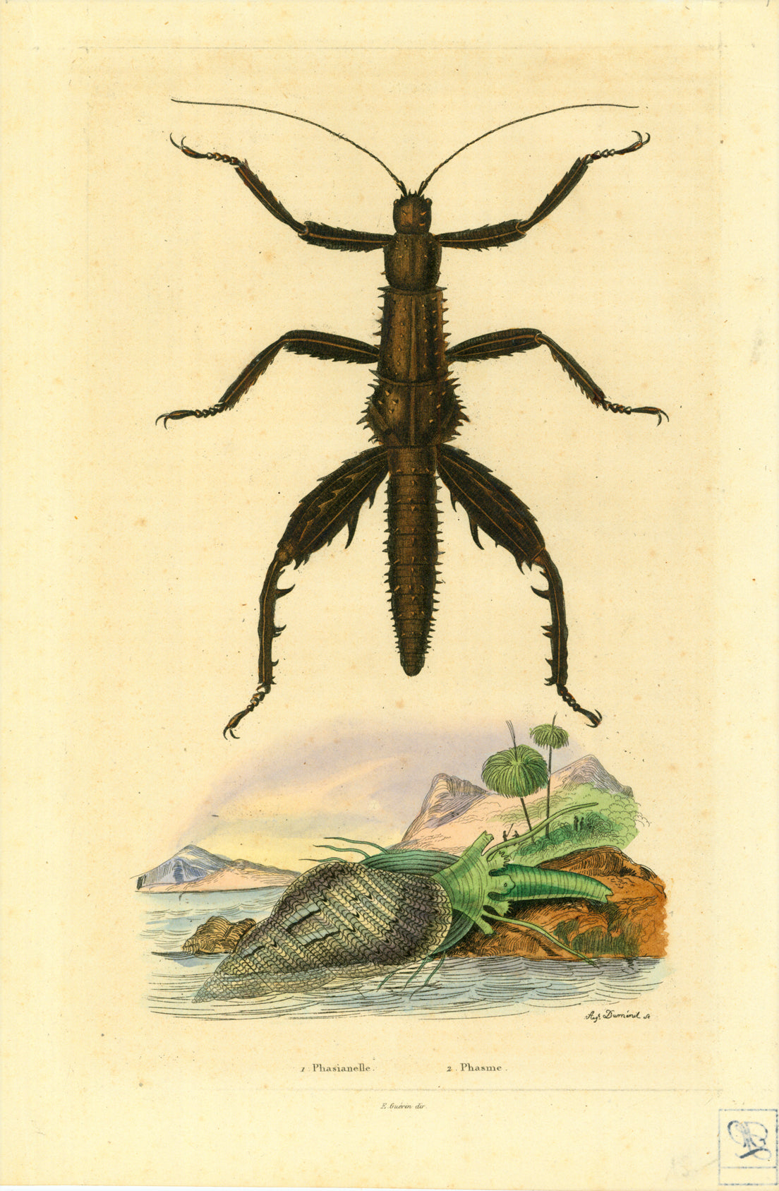 Insects Phasianelle Phasme Philographikon Antique Maps And Prints