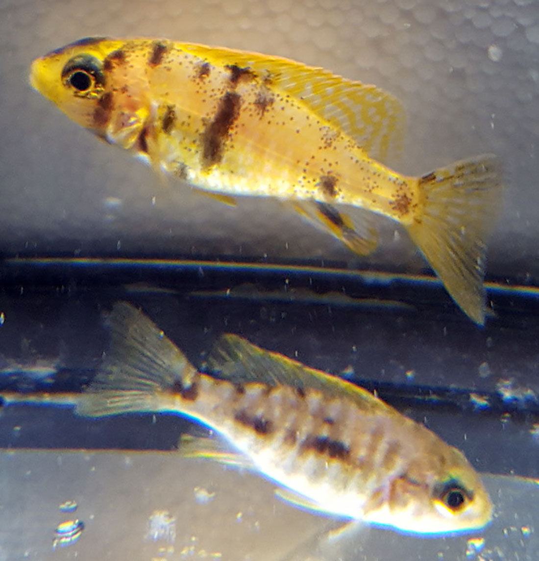 ob peacock cichlid female