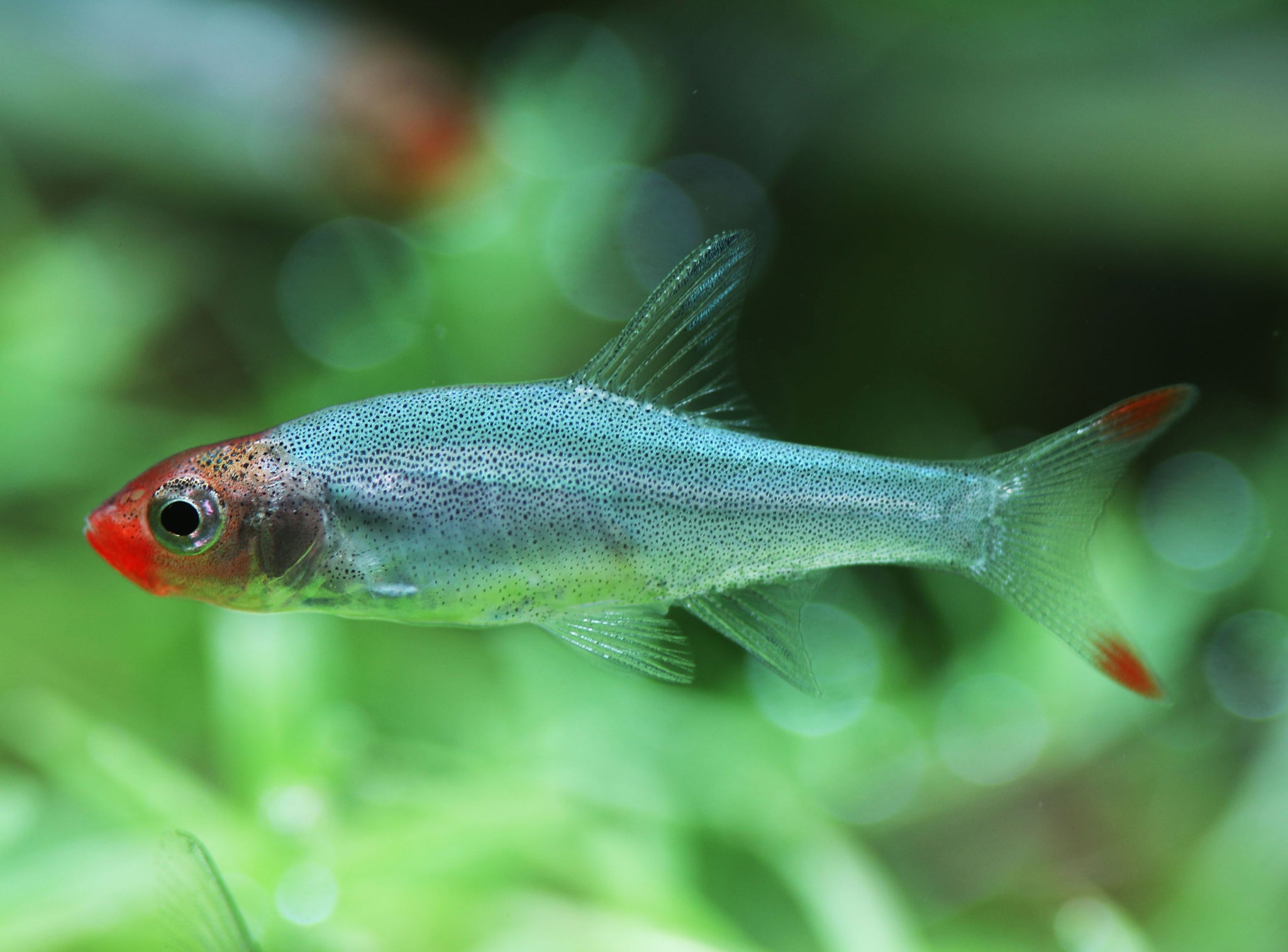 rummy nose rasbora