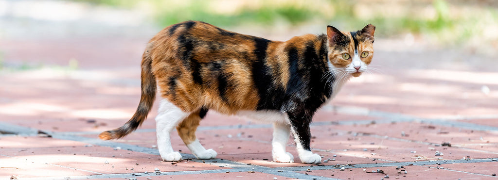 Neighborhood Cats, How to TNR