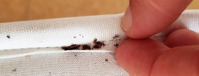 Punaises de lit : où les trouver et comment s'en débarrasser ? - K.Pro -  Nos solutions contre les insectes