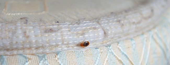 Punaises de lit : où les trouver et comment s'en débarrasser ? - K.Pro -  Nos solutions contre les insectes