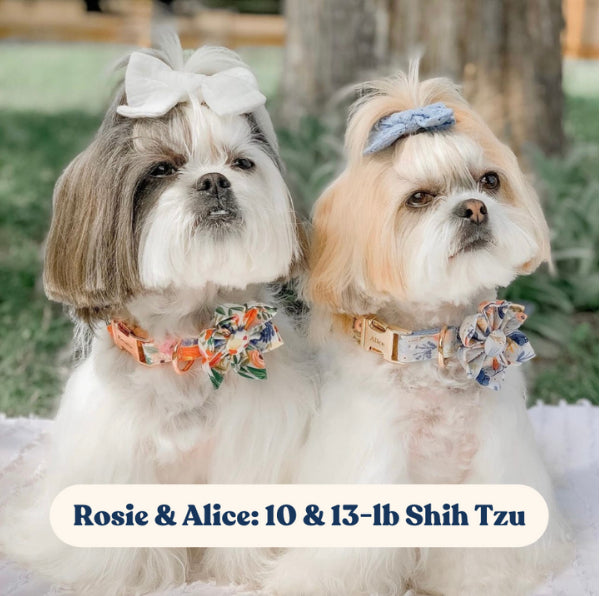 Cute & Super Safe Hardware Buckle Collar with Detachable Flower Bows.  Adorable Floral Bowties – Sniff & Bark