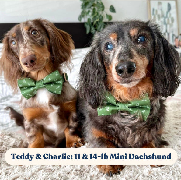 The “Louie” Bow Tie Pet Collar - Collars - Seashore Fur Babies