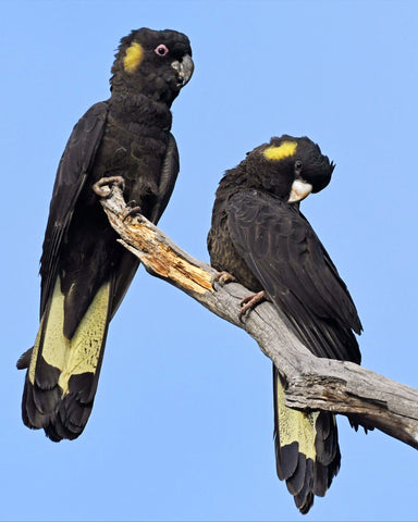 Yellow-tailed Black Cockatoos