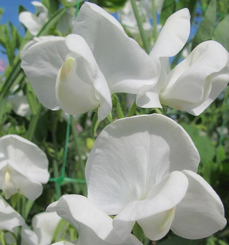 Sweet Pea – Islas Aromatics