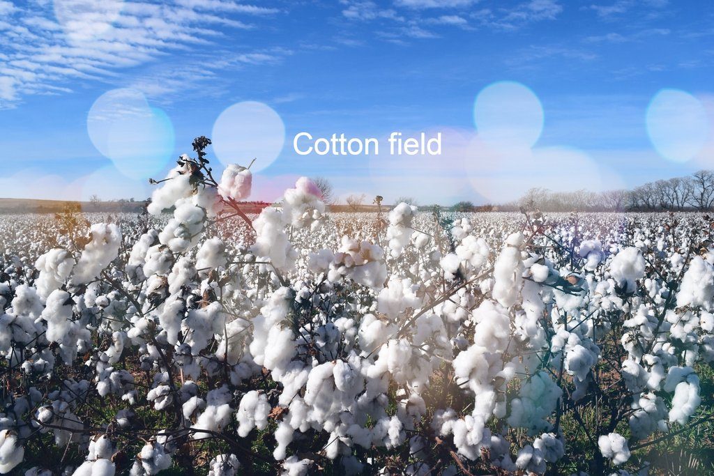 Difference between organic and conventional cotton - Anke Wonder