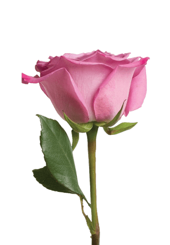 Pink Roses (25 Stems per Bunch)