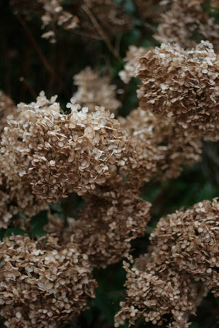 Dried Hydrangea