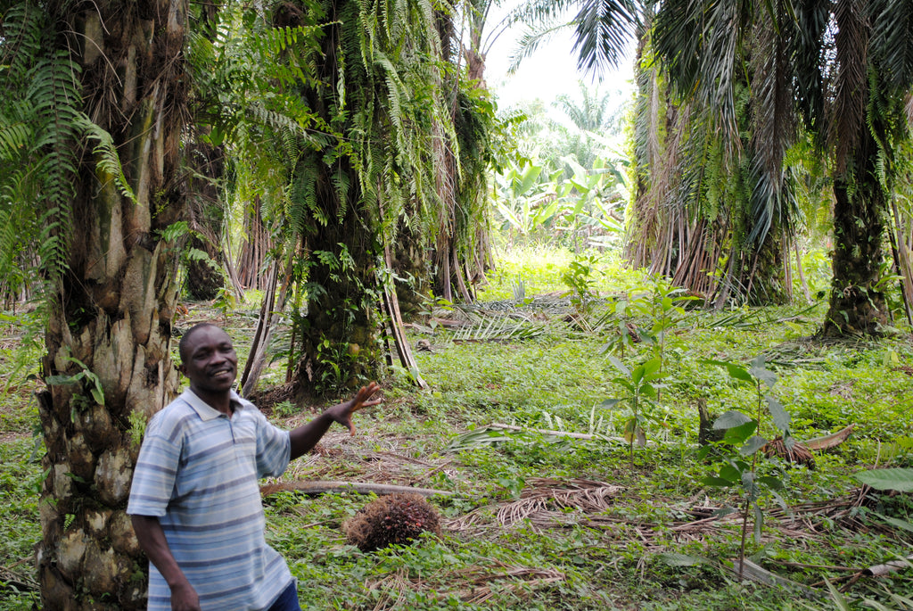 Haricots originaux