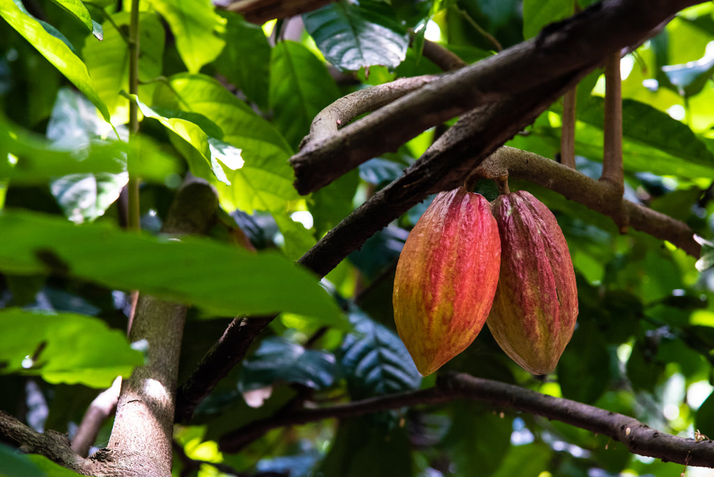 Au-delà du bon chocolat