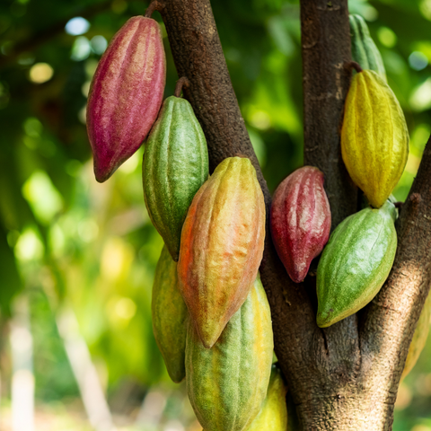 Cocoa Tree