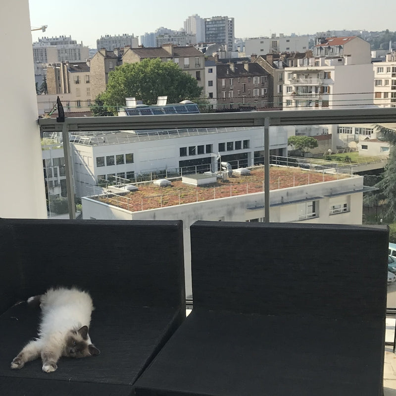 Empecher Son Chat De Monter Sur Rebord Du Balcon