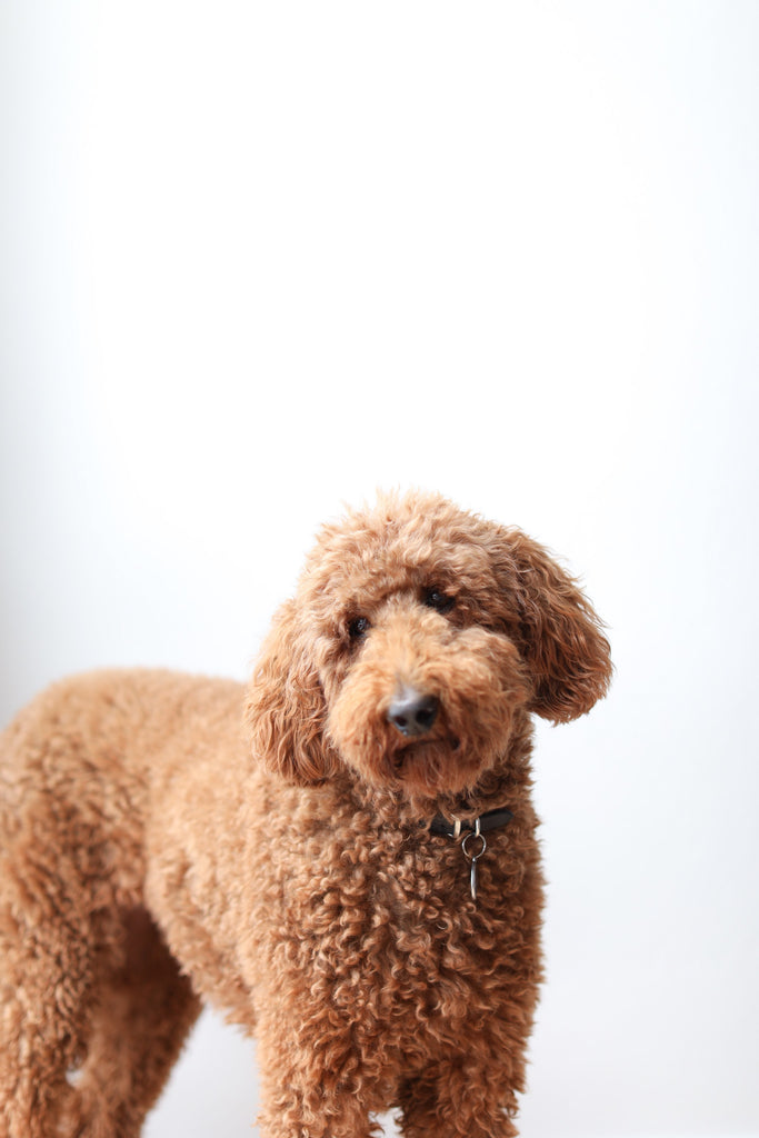 Brown standard poodle dog in Faunamade blog post