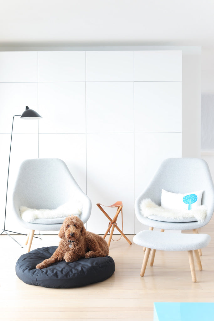 Modern living room with standard poodle dog and Hay furniture, wood floors in Faunamade blog post