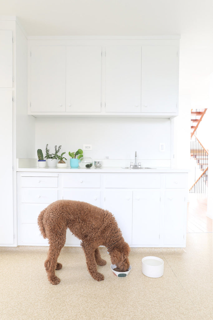 Fifties-era kitchen with linoleum floors and brown standard poodle dog and white cabinets in Faunamade blog post