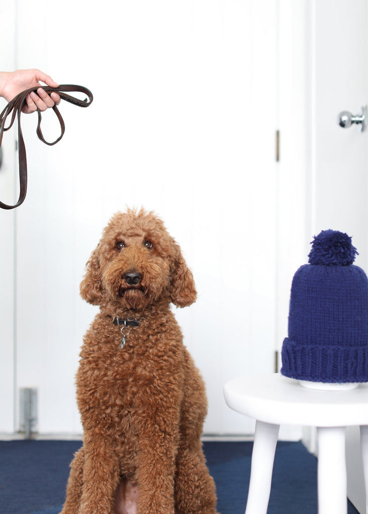 Brown standard poodle dog waiting for walk with blue Flor tiles on floor in Faunamade blog post