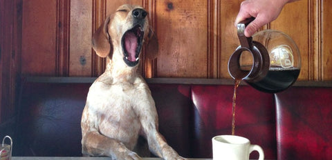 cafeina es toxico para perros