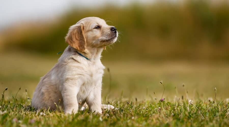 Alimento para cachorros en petngo